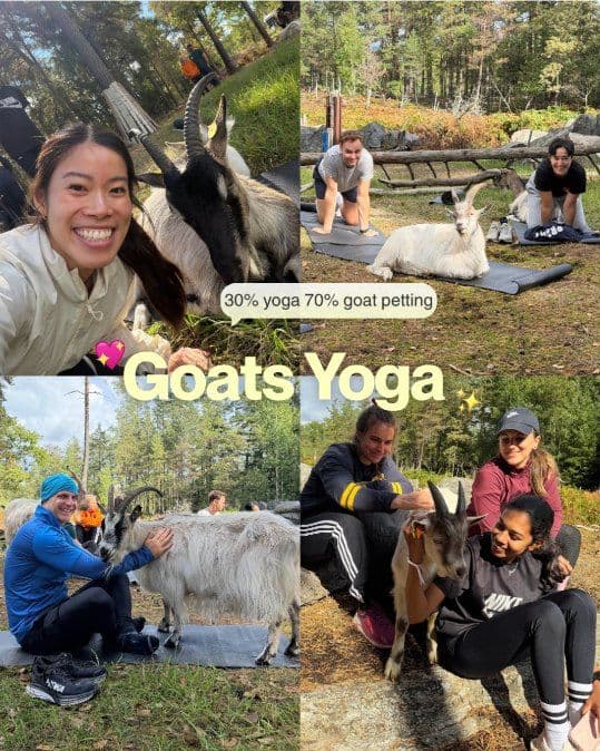 Goat yoga after the trail run on Lidingö